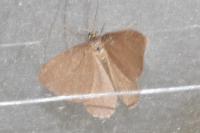 Minoa murinata