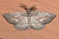 Nychiodes obscuraria