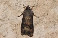 Agrotis ipsilon