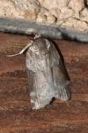 Nycteola siculana/revayana
