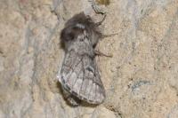 Thaumetopoea processionea