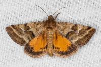 Synthymia fixa