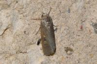 Spodoptera exigua