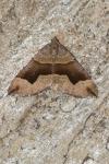 Scotopteryx angularia