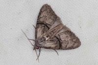Meganola togatulalis