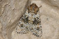 Hecatera dysodea