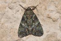Polyphaenis sericata