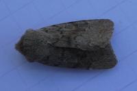 Orthosia populeti