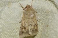 Helicoverpa armigera