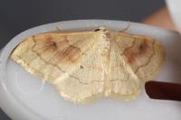 Idaea rubraria
