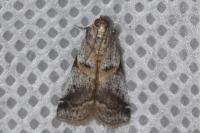 Acrobasis suavella