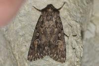 Dichagyris forcipula