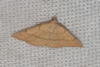 Paracolax tristalis