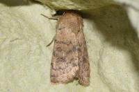 Hoplodrina octogenaria/alsinides