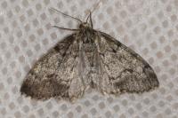 Tephronia sepiaria