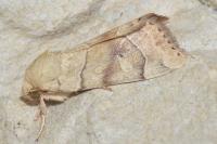 Cosmia trapezina