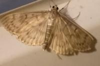 Patania ruralis