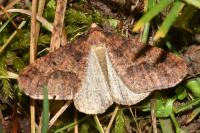 Erannis defoliaria