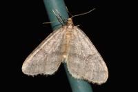 Operophtera brumata