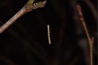 Peribatodes rhomboidaria rhomboidaria