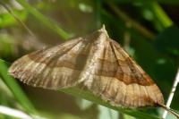 Scotopteryx chenopodiata