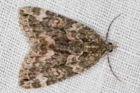 Chloroclysta siterata