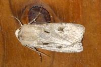 Agrotis exclamationis exclamationis