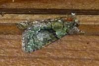 Cryphia algae