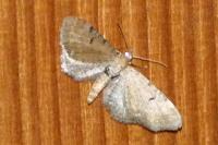 Eupithecia absinthiata