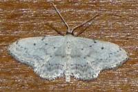 Idaea seriata
