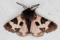 Watsonarctia deserta