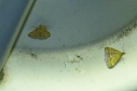 Pyrausta despicata