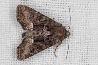 Oligia