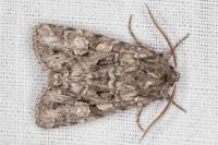Pachetra sagittigera