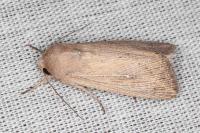 Leucania obsoleta
