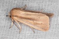 Mythimna straminea