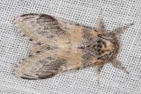 Notodonta tritophus