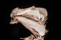 Pheosia tremula