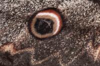Saturnia pyri