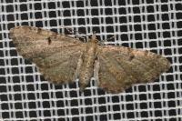 Eupithecia trisignaria