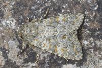 Polymixis flavicincta flavicincta