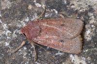 Xestia castanea