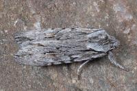 Lithophane leautieri