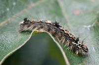 Wittia sororcula