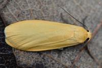 Wittia sororcula