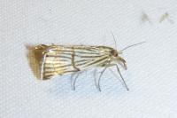 Chrysocrambus linetella