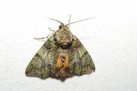 Polyphaenis sericata