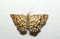 Chiasmia clathrata
