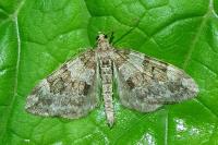 Thera britannica/variata