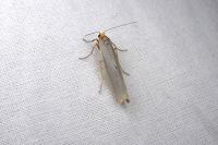 Eilema caniola